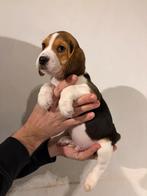 Beaux chiots Beagle tricolores à vendre, Beagle, Plusieurs, Belgique, Plusieurs animaux
