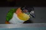 Kweek-pop Zwartkopcaique/papegaai en een..., Vrouwelijk, Papegaai, Geringd