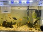 Aquarium met filter + visjes, Gevuld zeewateraquarium, Ophalen of Verzenden, Zo goed als nieuw
