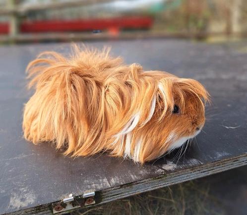 Prachtige Peruvian cavia, Dieren en Toebehoren, Knaagdieren, Mannelijk, Cavia, Tam