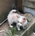 Chihuahua reutje korter staartje, Dieren en Toebehoren, Honden | Chihuahua's en Gezelschapshonden, België, Fokker | Hobbymatig
