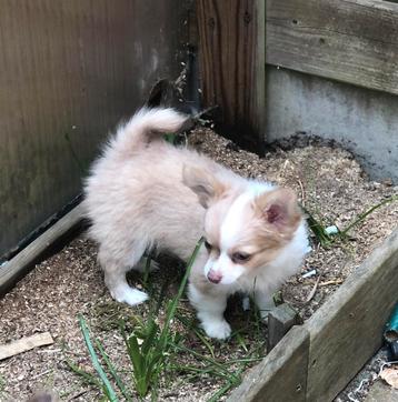 Chihuahua reutje korter staartje beschikbaar voor biedingen