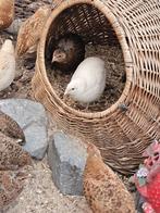Japanse kwartels // aan de leg, Dieren en Toebehoren, Pluimvee