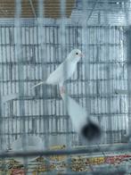 Kanarie, Dieren en Toebehoren, Vogels | Kanaries