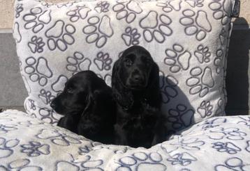 Engelse cocker pups beschikbaar voor biedingen