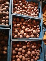 Bildtstar eetaardappelen, Ophalen