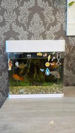 Vis aquarium, Dieren en Toebehoren, Ophalen, Gebruikt, Filter of Co2