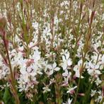 Gaura en Lavatera, Ophalen of Verzenden, Vaste plant