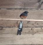 Schamalijster pop 2024, Dieren en Toebehoren, Vogels | Overige Vogels, Vrouwelijk, Tropenvogel, Geringd
