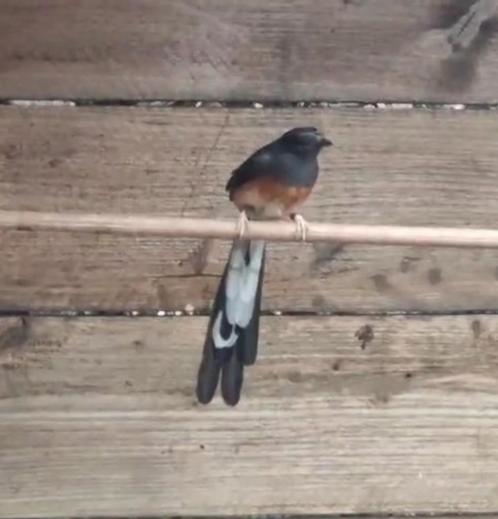 Schamalijster pop 2024, Dieren en Toebehoren, Vogels | Overige Vogels, Tropenvogel, Vrouwelijk, Geringd