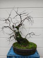 Bonsai, zware flinke berk!, Tuin en Terras, Bloeit niet, Overige soorten, Minder dan 100 cm, Ophalen