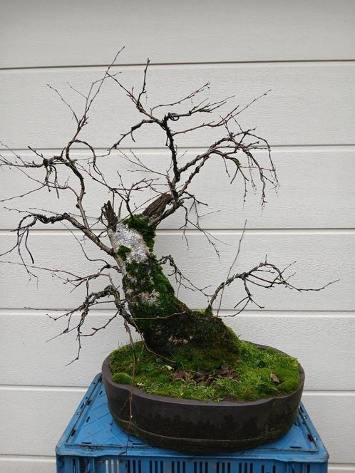 Bonsai, zware flinke berk!, Tuin en Terras, Planten | Bomen, Overige soorten, Minder dan 100 cm, Volle zon, Bloeit niet, In pot
