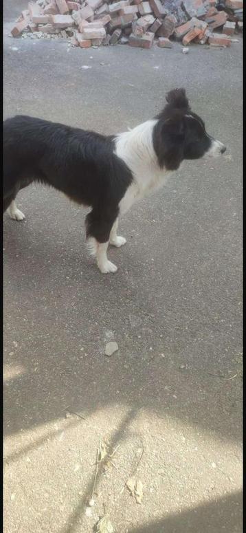 Border Collie teef van 2 jaar zoekt goed huisje super lief 