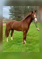 3 jarige pony, Dieren en Toebehoren, Met stamboom, Ruin, 3 tot 6 jaar, Onbeleerd