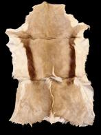 oud vel van een springbok, jaren 60-70, Enlèvement ou Envoi, Comme neuf, Animal sauvage, Autres types