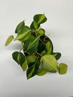 Philodendron brasil plantjes, Minder dan 100 cm, Ophalen, Groene kamerplant