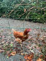 Gratis legkippen, Dieren en Toebehoren, Pluimvee, Kip