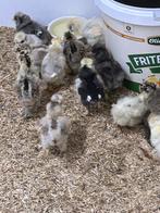 USA zijdehoen kuikens, Geslacht onbekend