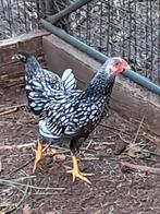 Wyandotte kriel haan, Dieren en Toebehoren, Pluimvee