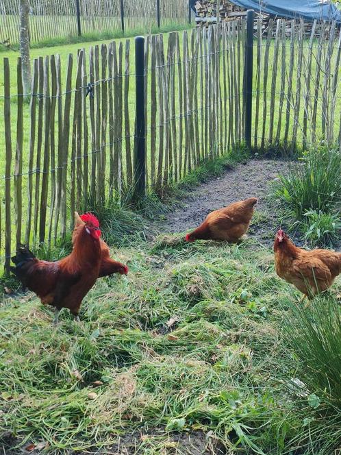 Broedeieren bruine legkip, Dieren en Toebehoren, Pluimvee, Kip