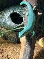 Gastropholis prasina 1jaar oud, Hagedis, Tam, 0 tot 2 jaar