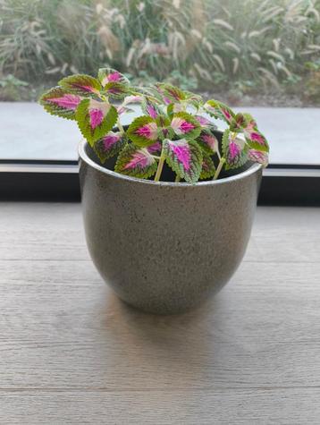 Grote siernetels (coleus blumei) beschikbaar voor biedingen