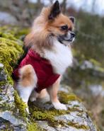 Arbre généalogique de Chihuahua Dekreu FCI, 3 à 5 ans, Chien (mâle), Parvovirose, Belgique