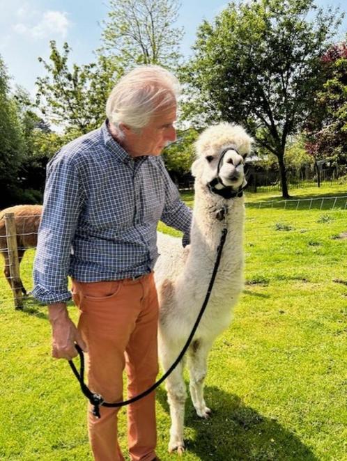 wandelalpaca en zeer tamme lama te koop, Dieren en Toebehoren, Schapen, Geiten en Varkens, Mannelijk