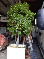 tuin, Ophalen of Verzenden