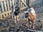 Nederlandse bonte melkgeit bokjes, Dieren en Toebehoren, Schapen, Geiten en Varkens