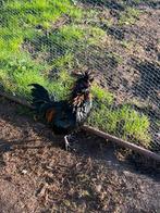 padua haan, Dieren en Toebehoren, Pluimvee, Mannelijk, Kip