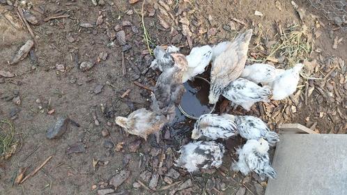 Brahma wit zwart te koop, Dieren en Toebehoren, Pluimvee, Kip, Geslacht onbekend