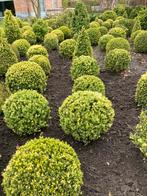 Buxus sempervirens, Tuin en Terras, Buxus, Ophalen of Verzenden