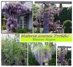 BLAUWE REGEN (WISTERIA), 80/100+cm, in pot 3L, 16€/stuk, Tuin en Terras, In pot, Lente, 100 tot 250 cm, Overige soorten