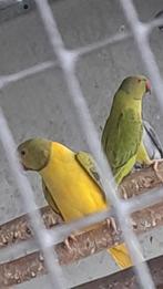 Halsbandparkiet groen opaline split witkopwitstaart en blauw