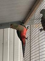 parkiet, Dieren en Toebehoren, Mannelijk, Parkiet, Geringd