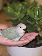 Bébés inséparables à vendre, Animaux & Accessoires, Sexe inconnu, Perroquet nain ou Inséparable