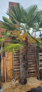 Trachycarpus wagnerianus 1.90 meter stamhoogte 150€, Tuin en Terras, Planten | Bomen, Ophalen