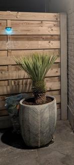 Yucca, Tuin en Terras, Planten | Bomen, Ophalen of Verzenden