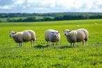 Weide te huur voor schapen , pony , ..., Dieren en Toebehoren, Stalling en Weidegang, Weidegang