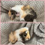 Cavia die het nest kan verlaten - zeug (meisje), Vrouwelijk, Cavia, Tam