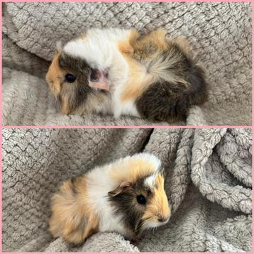 Cavia die het nest kan verlaten - zeug (meisje) beschikbaar voor biedingen