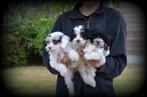 Maltipoo pups, Dieren en Toebehoren, België, Maltezer, CDV (hondenziekte), 8 tot 15 weken