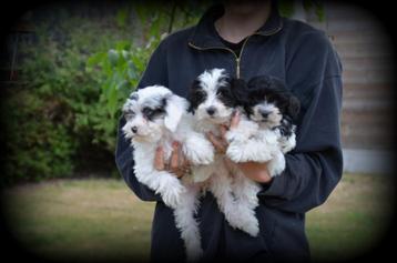 Maltipoo pups beschikbaar voor biedingen
