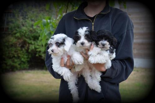 Maltipoo pups, Dieren en Toebehoren, Honden | Chihuahua's en Gezelschapshonden, Teef, Maltezer, Fokker | Professioneel, Meerdere