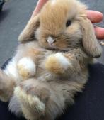 Prachtige mini lop, gratis levering, Dieren en Toebehoren, Konijnen, Klein, Hangoor
