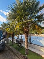 Palmboomen Waaierpalm Trachycarpus Fortunei, Tuin en Terras, Planten | Bomen, Ophalen, Palmboom, 250 tot 400 cm
