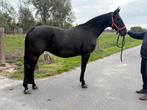 3 Drachtige fokmerries te koop, Dieren en Toebehoren, Paarden, Merrie, M