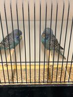 Bf grasparkieten, Mâle, Perruche, Bagué