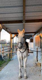 BWP merrie, Animaux & Accessoires, Chevaux, Jument, Cheval de récréation